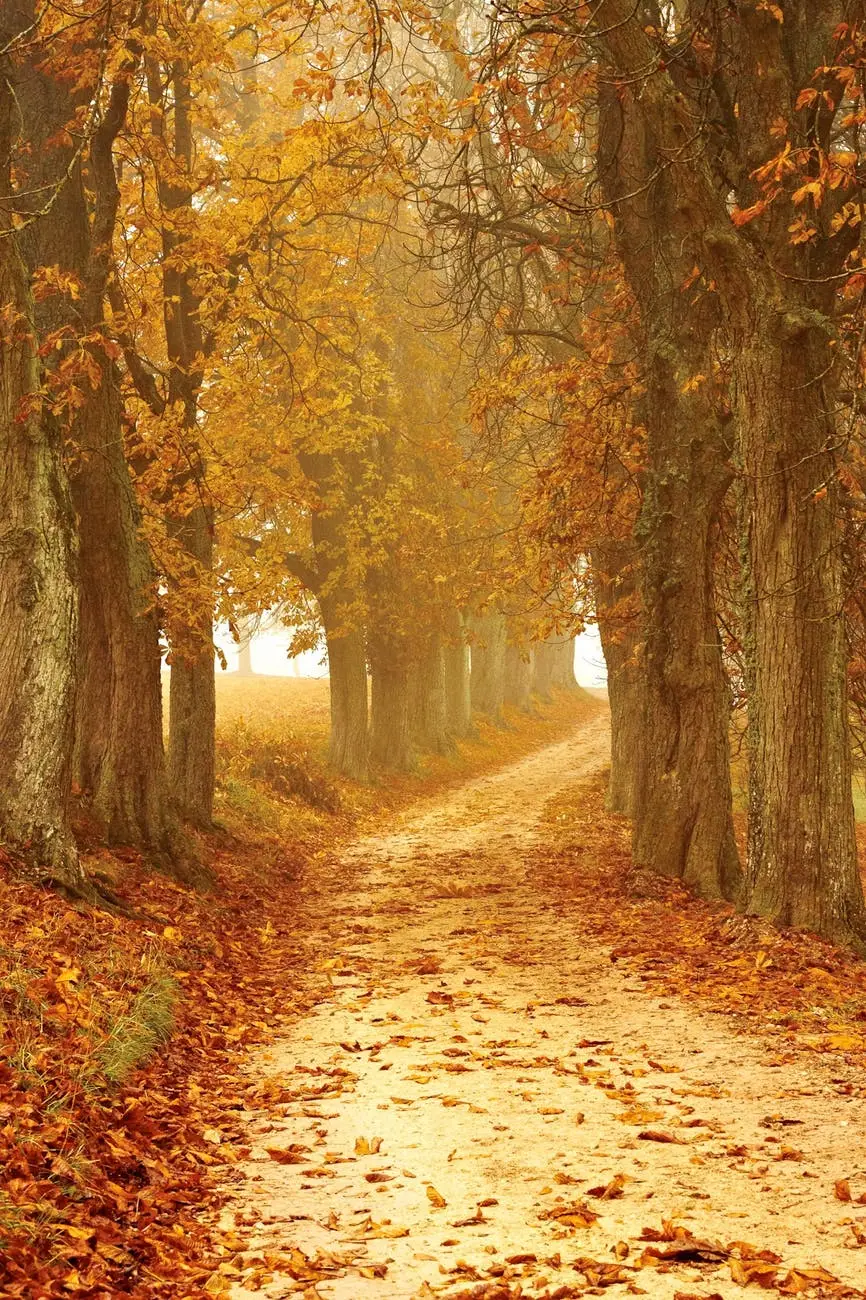 Autumn Autumn Colours Brown Countryside