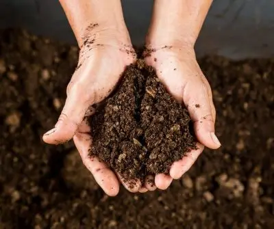 Compost