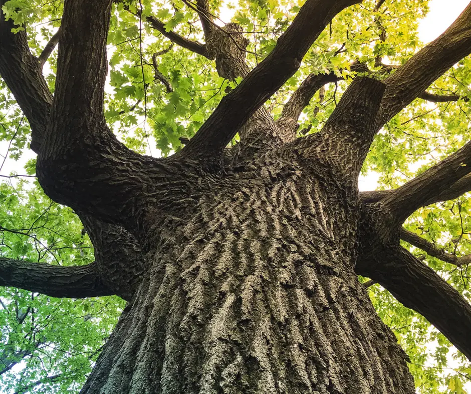 Oak