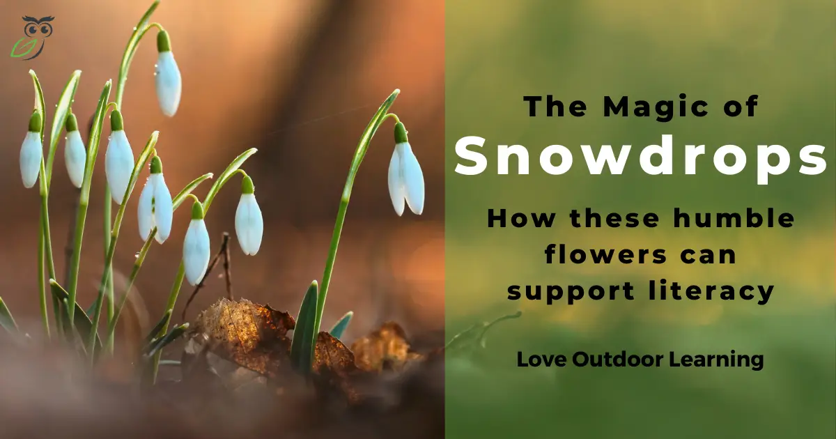 Snowdrops