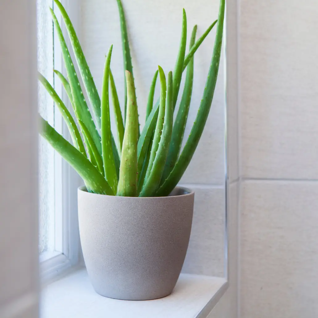 Aloe