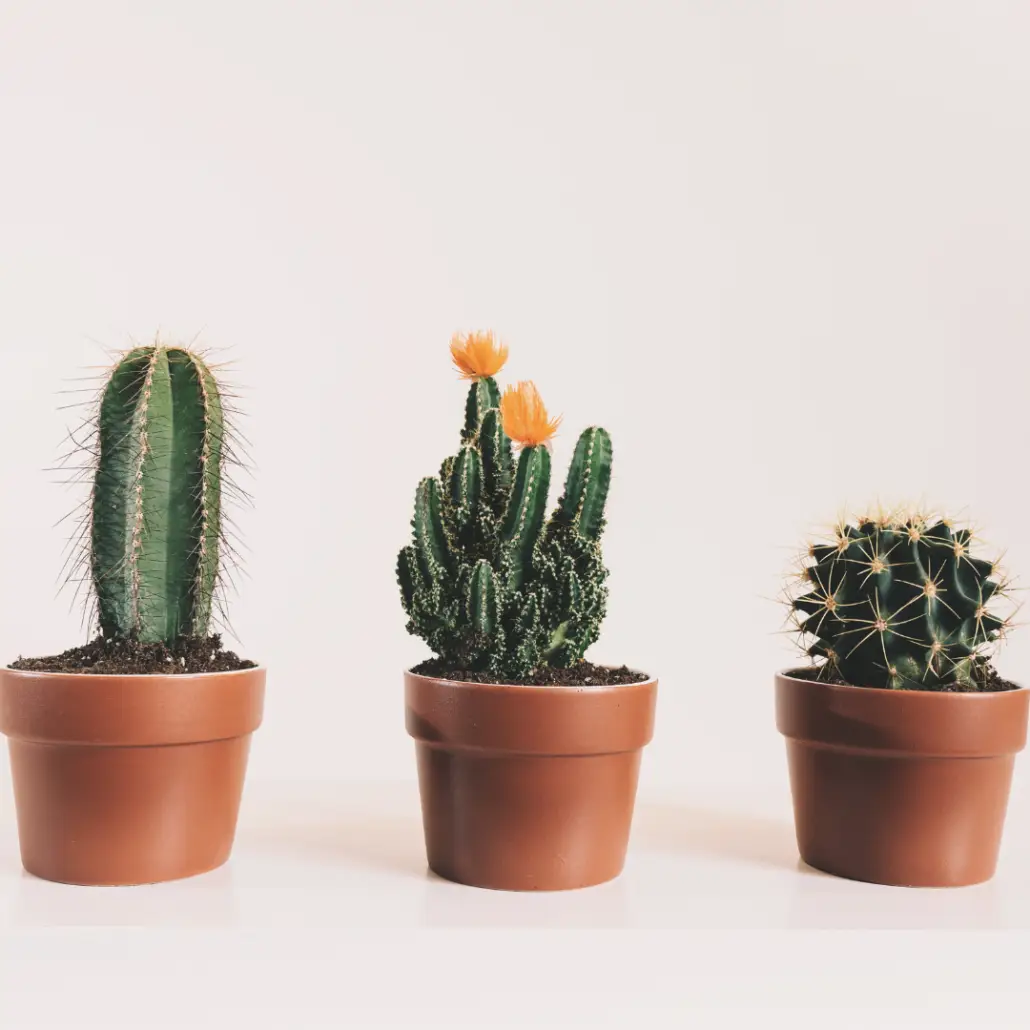 Cacti