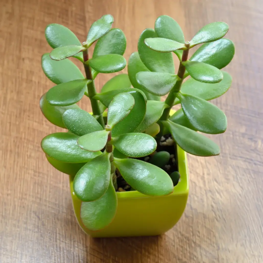 Jade