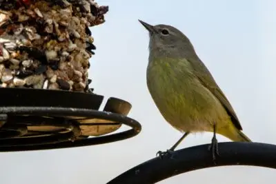 Celebrating Garden Wildlife Week: Connecting with Nature in Your Own School Garden