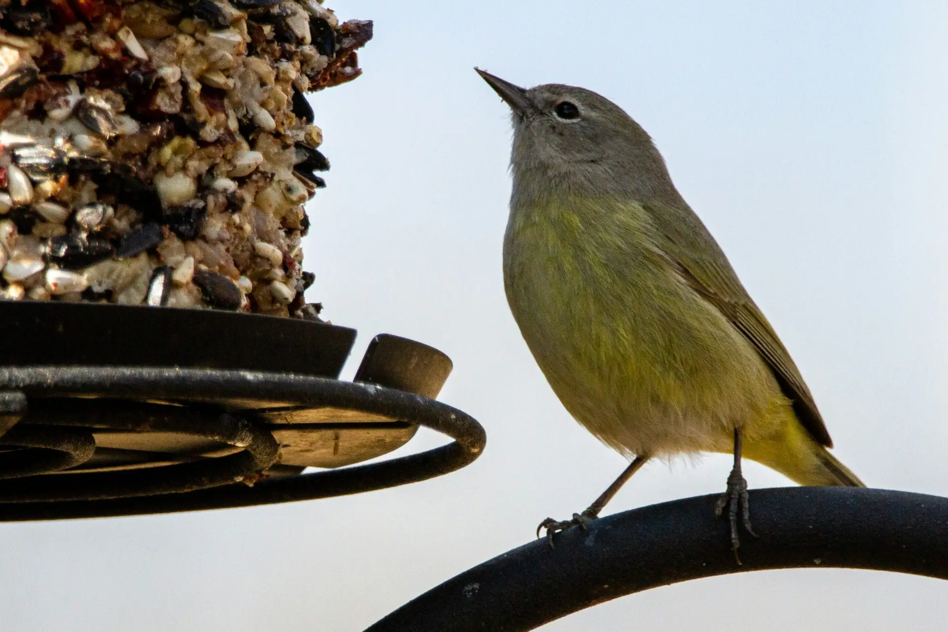 Celebrating Garden Wildlife Week: Connecting with Nature in Your Own School Garden