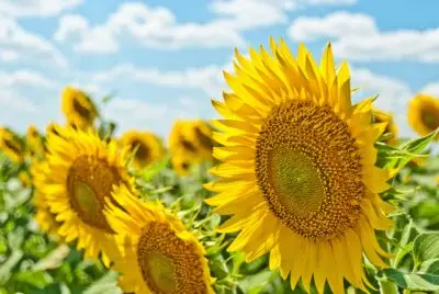 Celebrating the Summer Solstice: Connecting with Nature at Its Peak