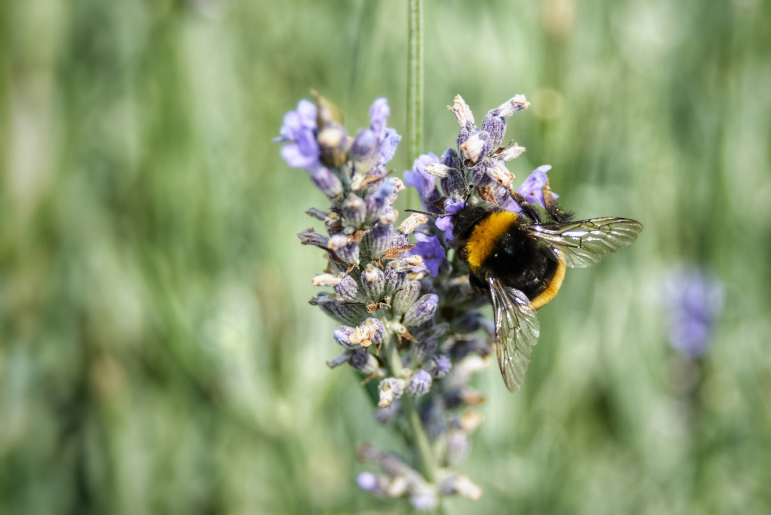 Don’t Step on a Bee Day: Creating a Buzz About Pollinators