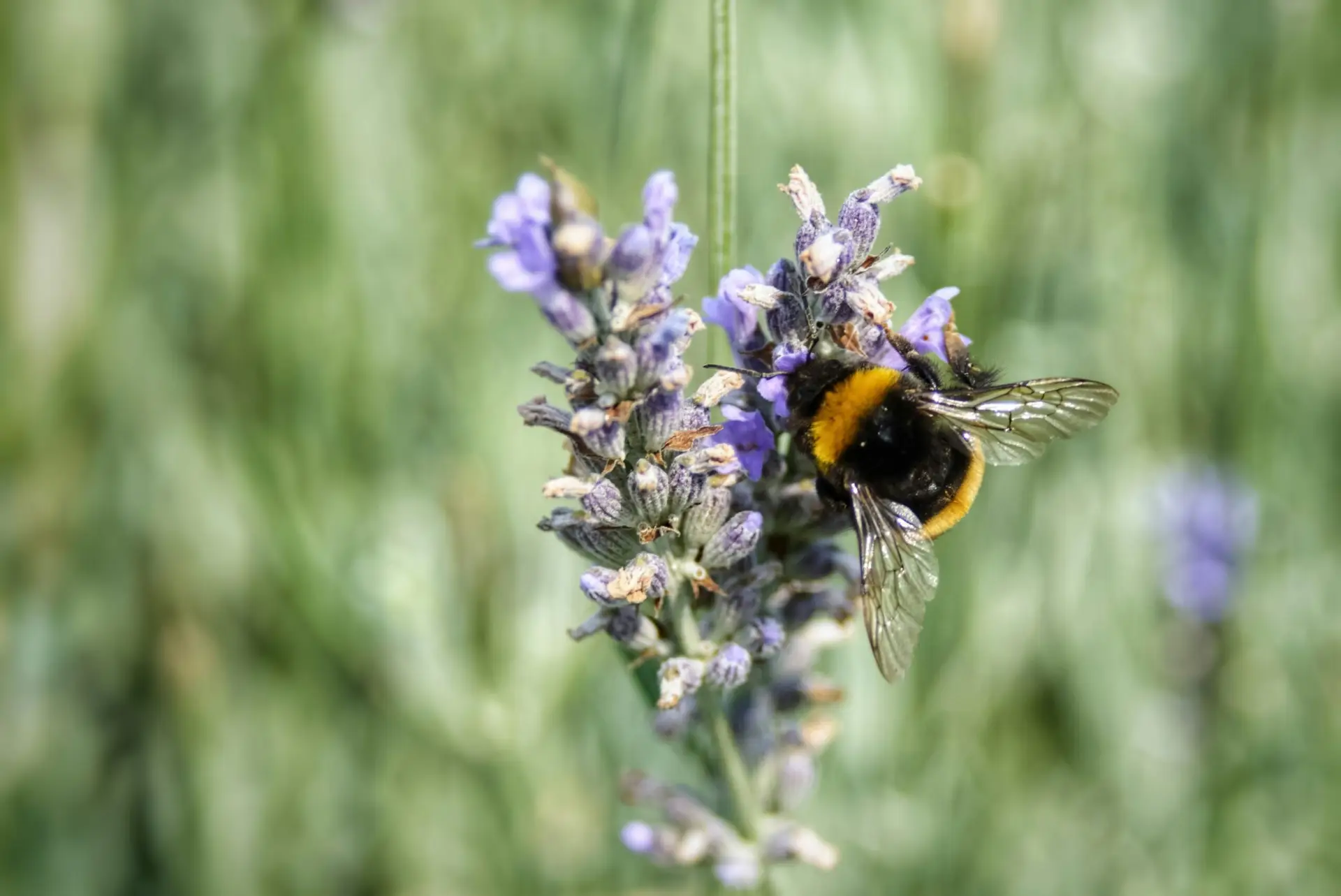 Don’t Step on a Bee Day: Creating a Buzz About Pollinators