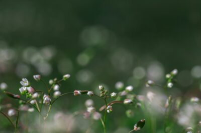 Community Involvement in Outdoor Learning: The Realistic Case