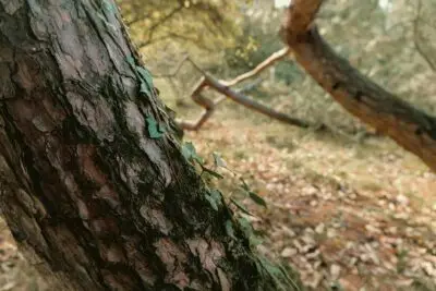 Demonstrating Impact in Outdoor Learning: Telling the Story of What Changes