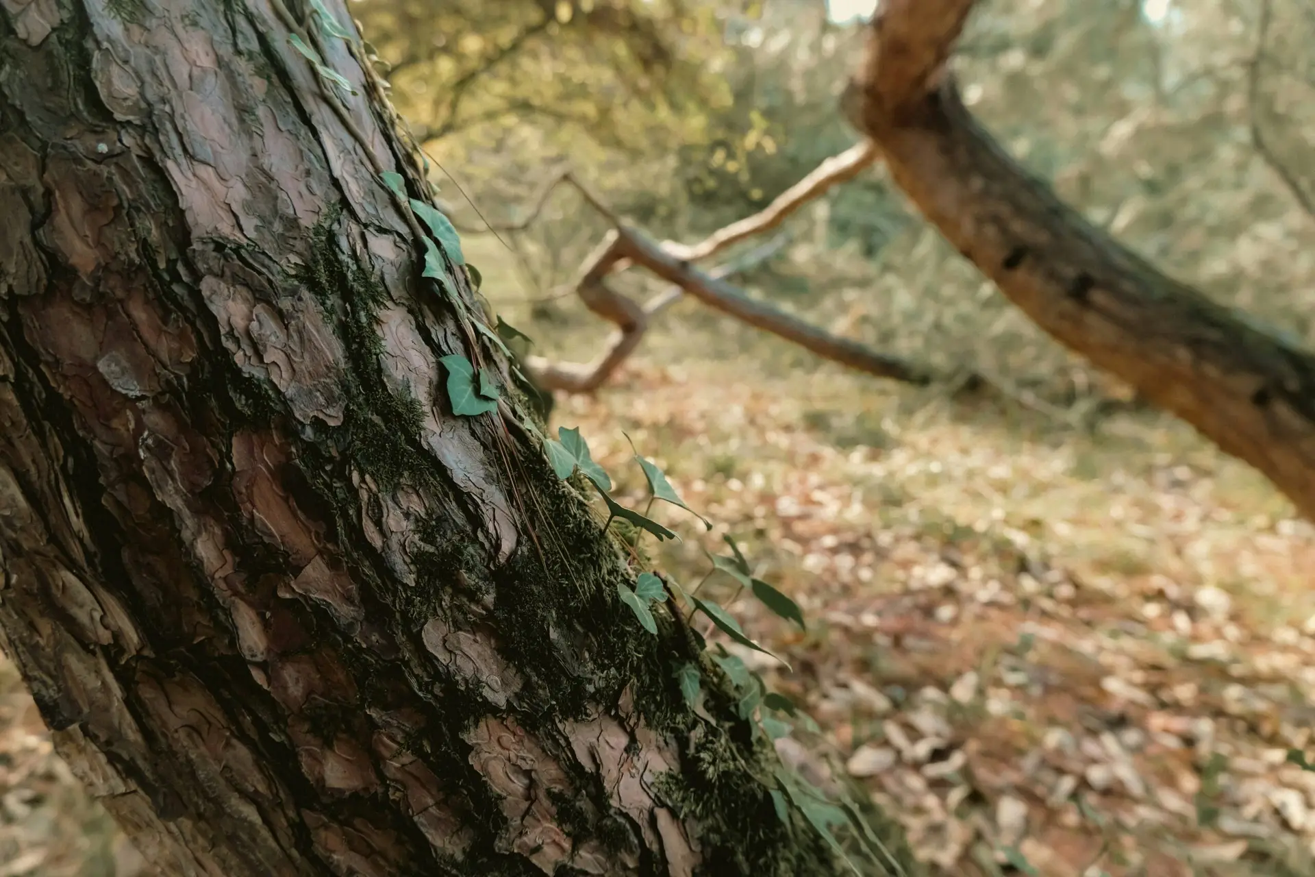 Demonstrating Impact in Outdoor Learning: Telling the Story of What Changes
