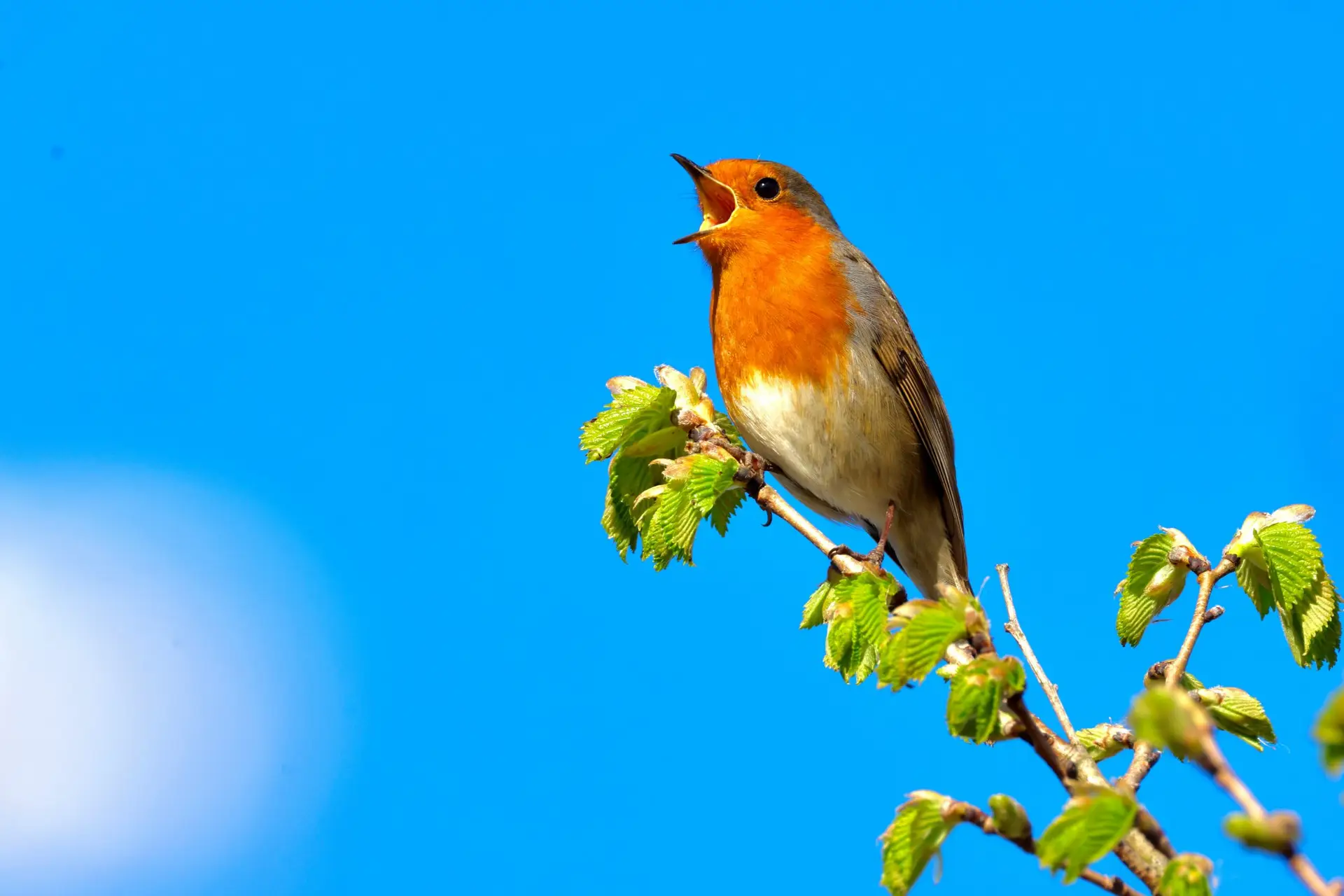 What Does Your Place Sound Like? Exploring Soundscapes Through Outdoor Learning