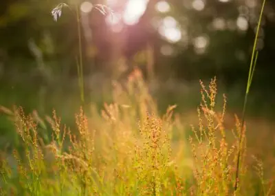 Community Involvement in Outdoor Learning: Equity, Access and Who Gets Left Out