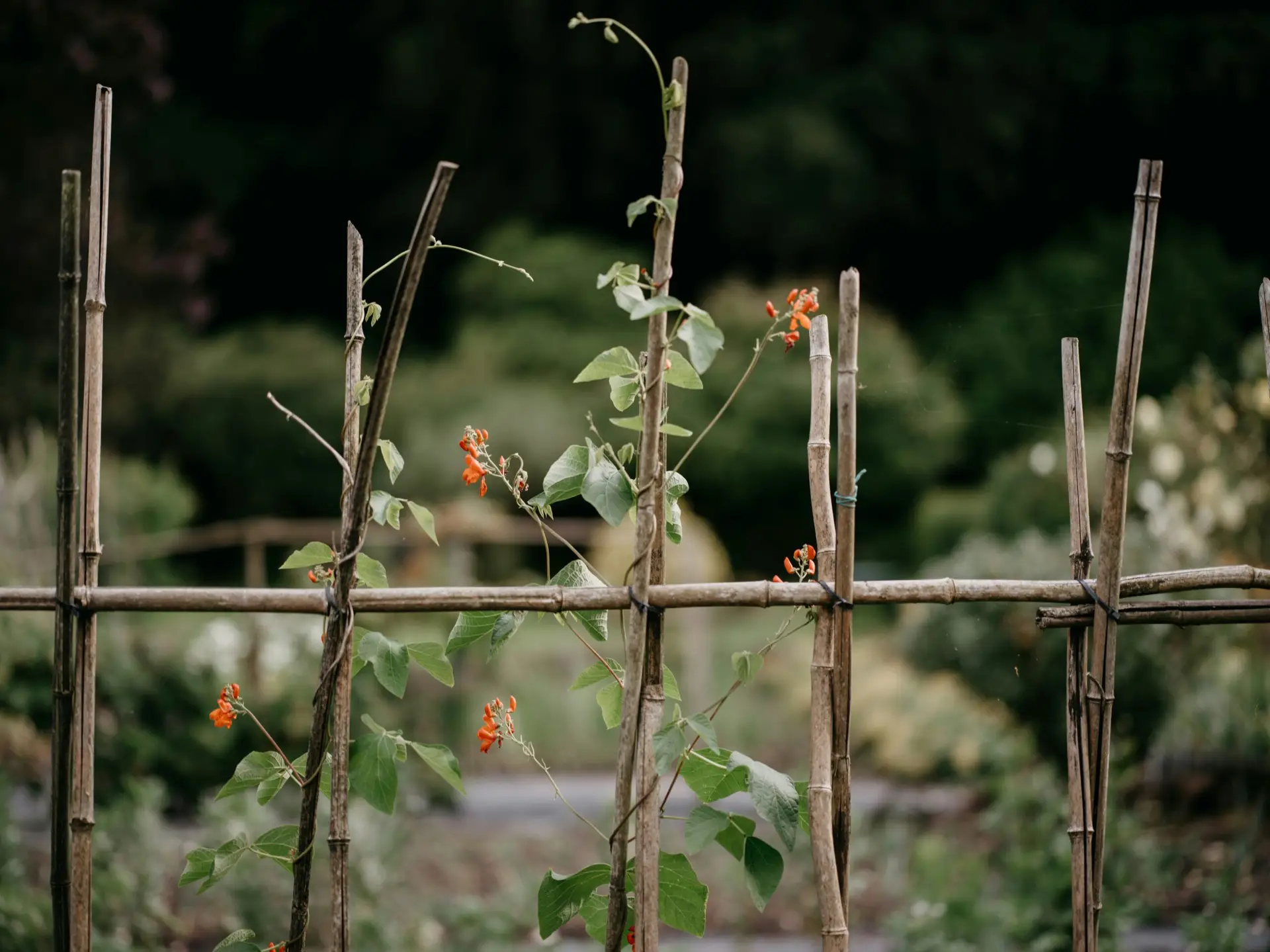 Community gardens & allotments